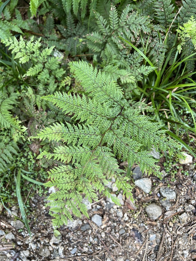 Dennstaedtia novae-zelandiae photo 3