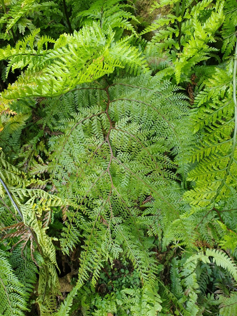 Dennstaedtia novae-zelandiae photo 4