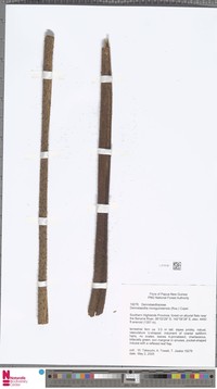 Dennstaedtia novoguineensis