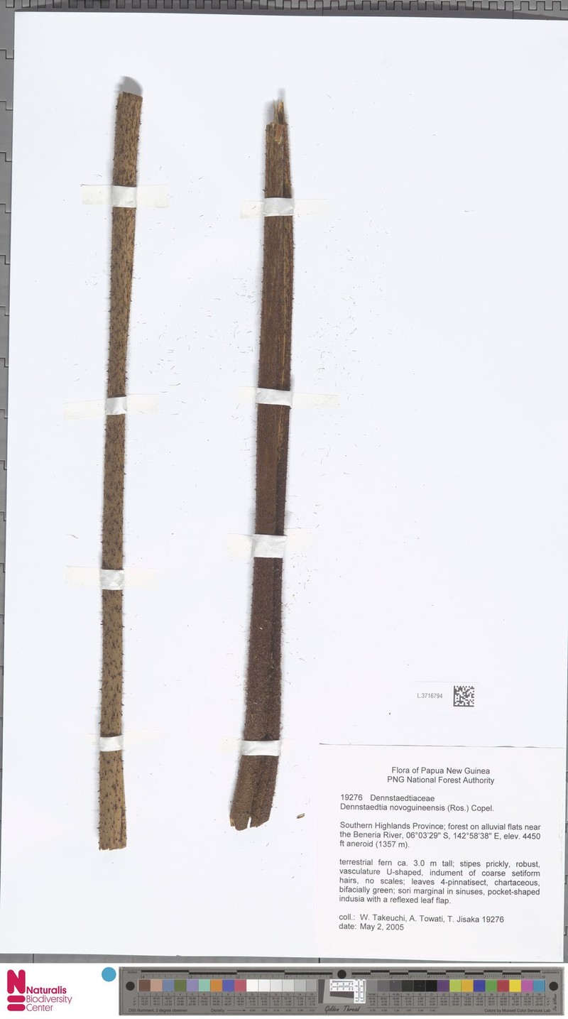 Dennstaedtia novoguineensis