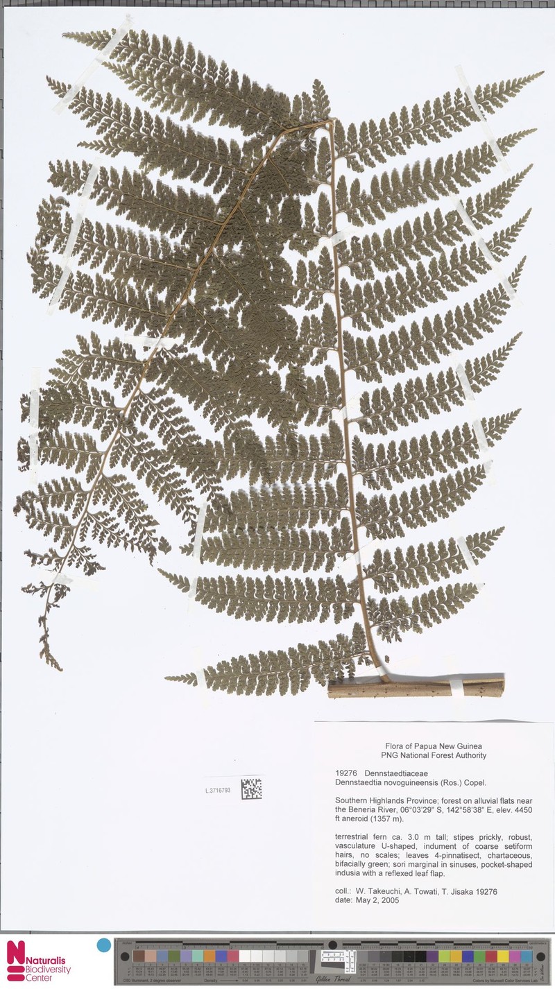 Dennstaedtia novoguineensis photo 2