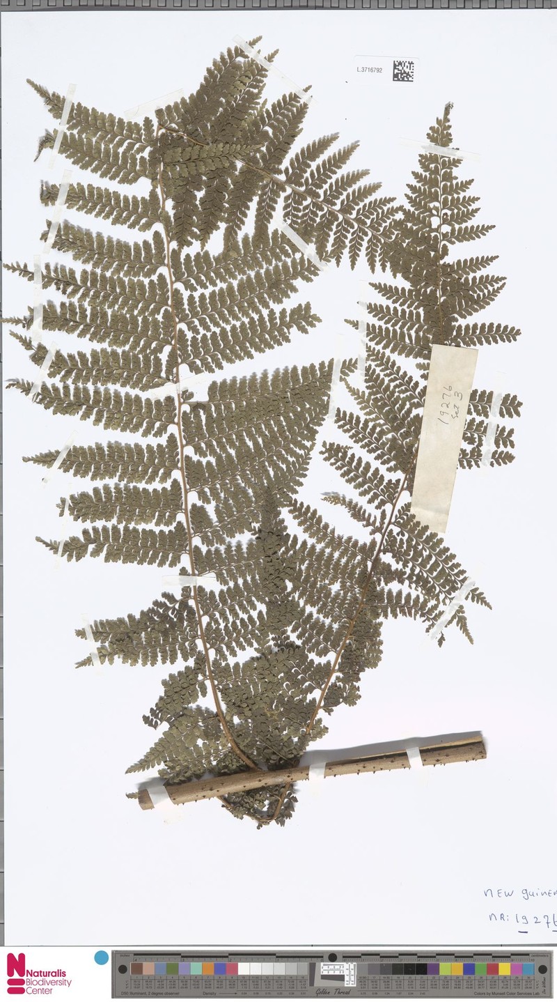 Dennstaedtia novoguineensis photo 3