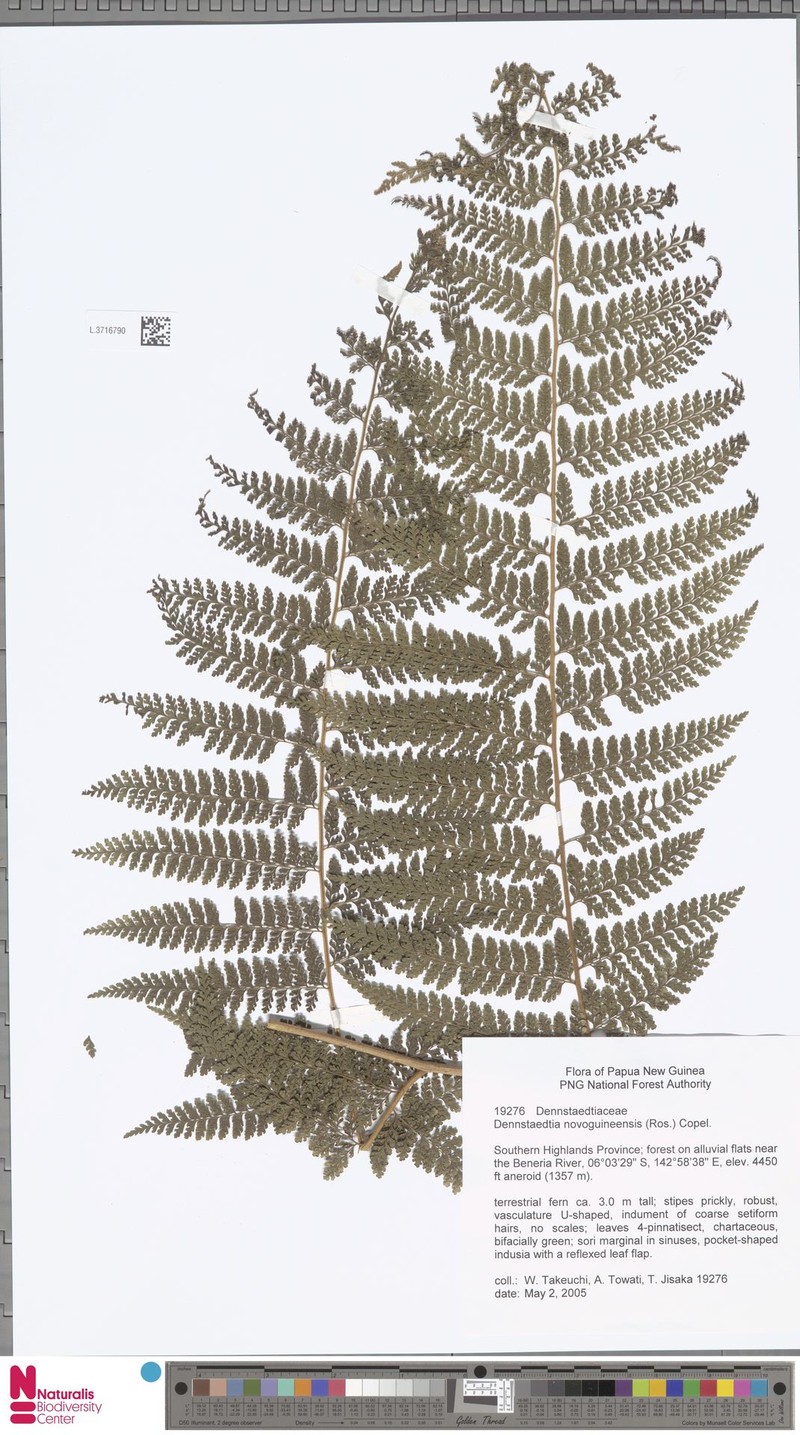 Dennstaedtia novoguineensis photo 4