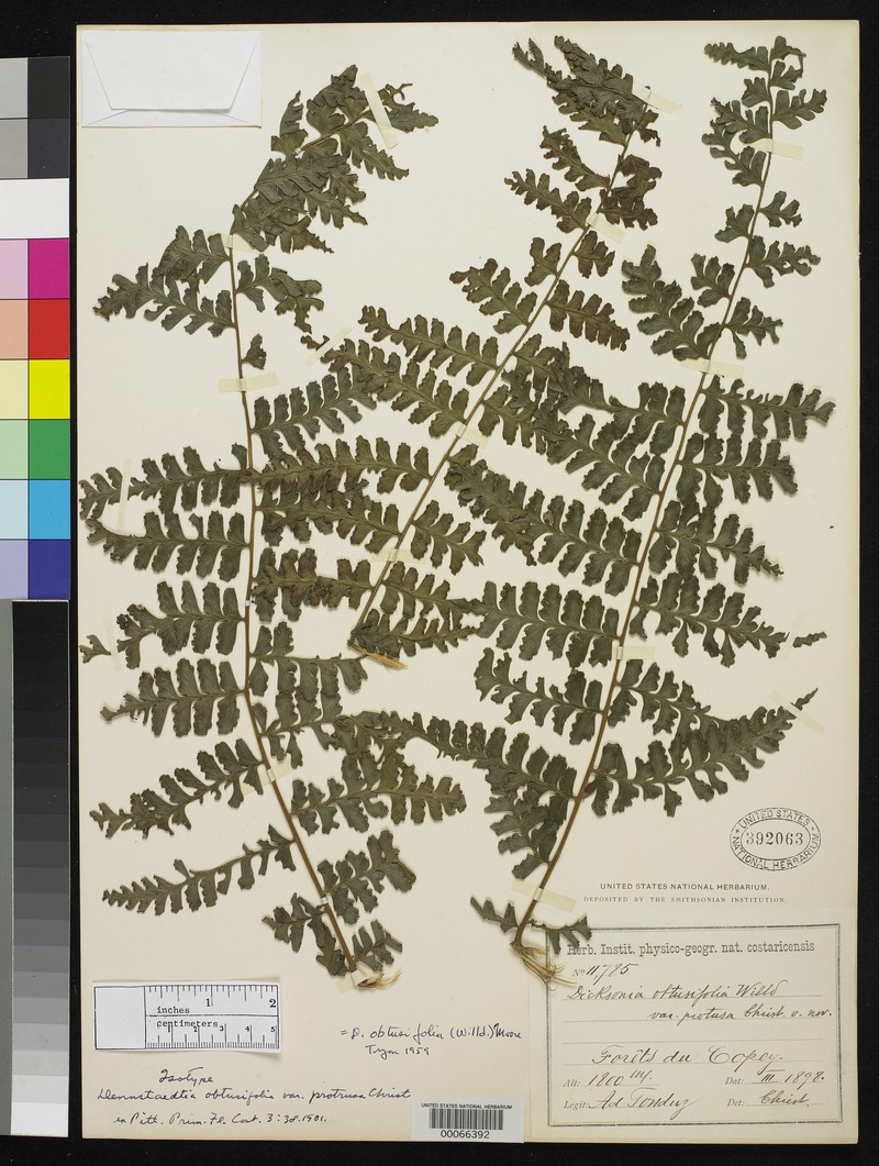 Bluntleaf Hayscented Fern