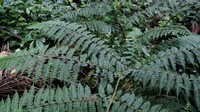 Bluntleaf Hayscented Fern