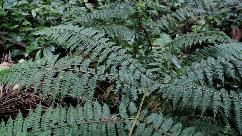 Bluntleaf Hayscented Fern