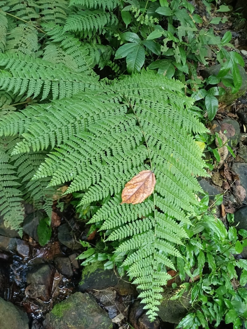 Bluntleaf Hayscented Fern photo 2