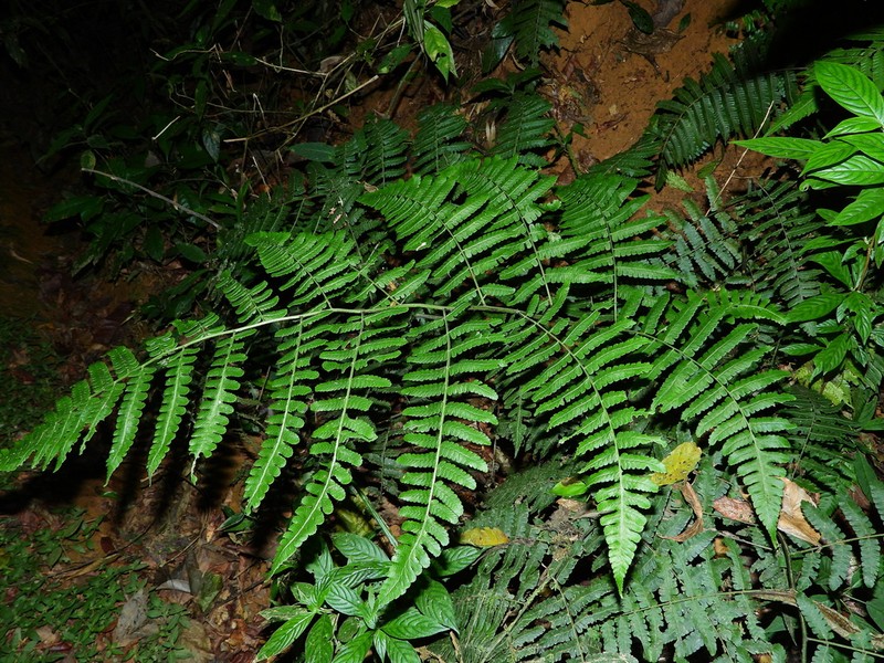 Bluntleaf Hayscented Fern photo 3
