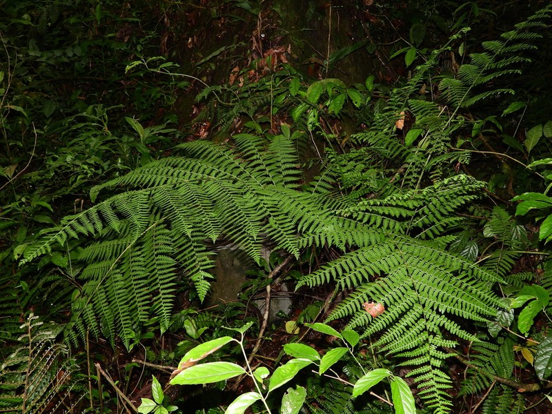 Bluntleaf Hayscented Fern photo 4