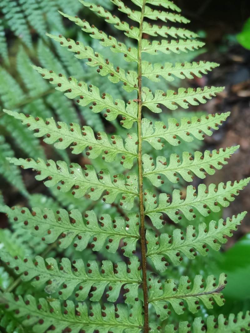 Bluntleaf Hayscented Fern photo 5