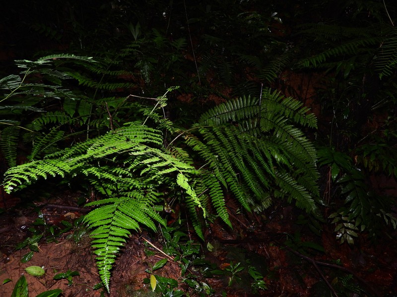 Bluntleaf Hayscented Fern photo 6