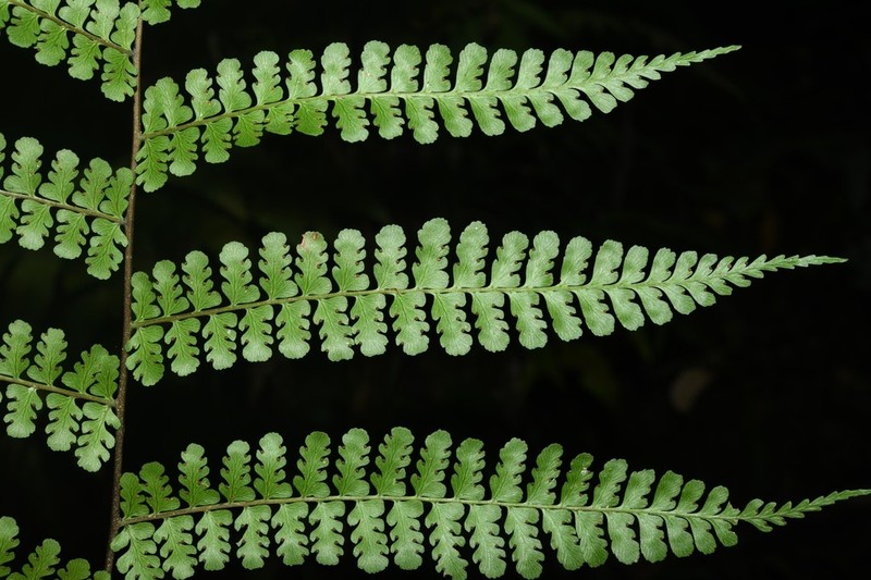Bluntleaf Hayscented Fern photo 7