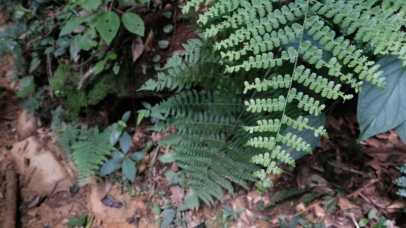 Bluntleaf Hayscented Fern photo 8