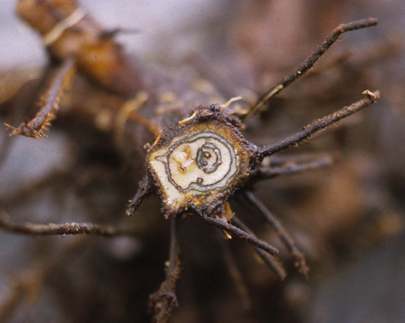 Dennstaedtia paucirrhiza