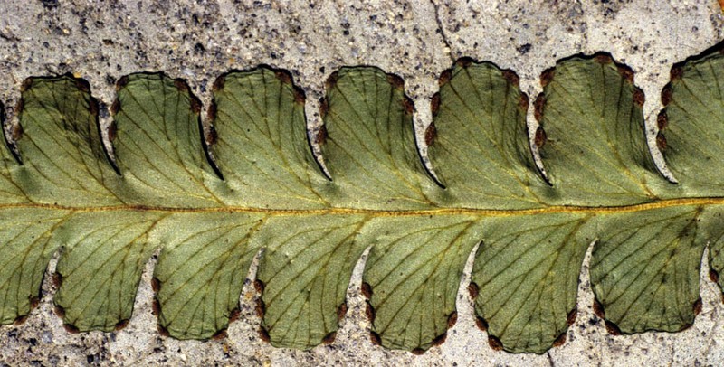 Dennstaedtia paucirrhiza photo 2
