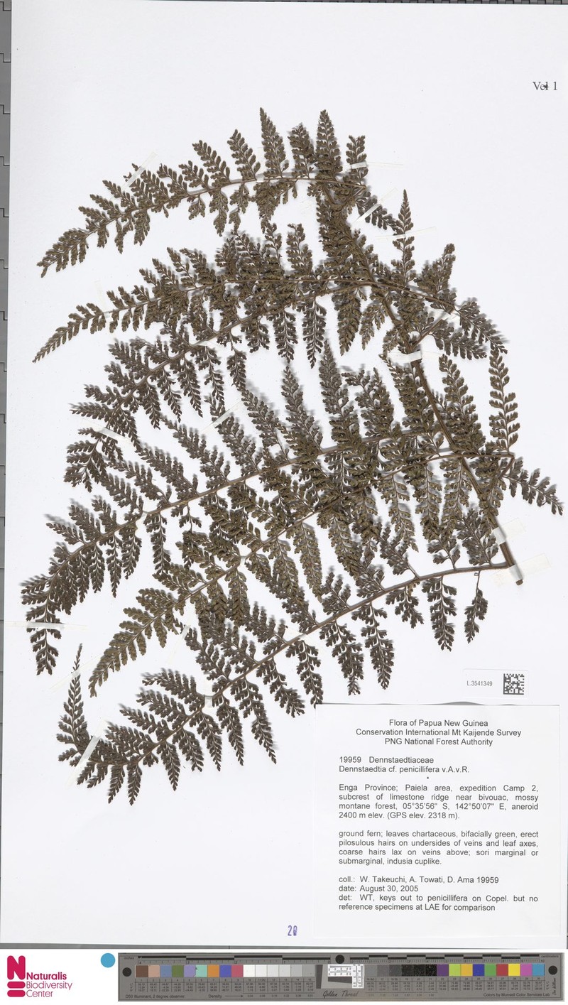 Dennstaedtia penicillifera