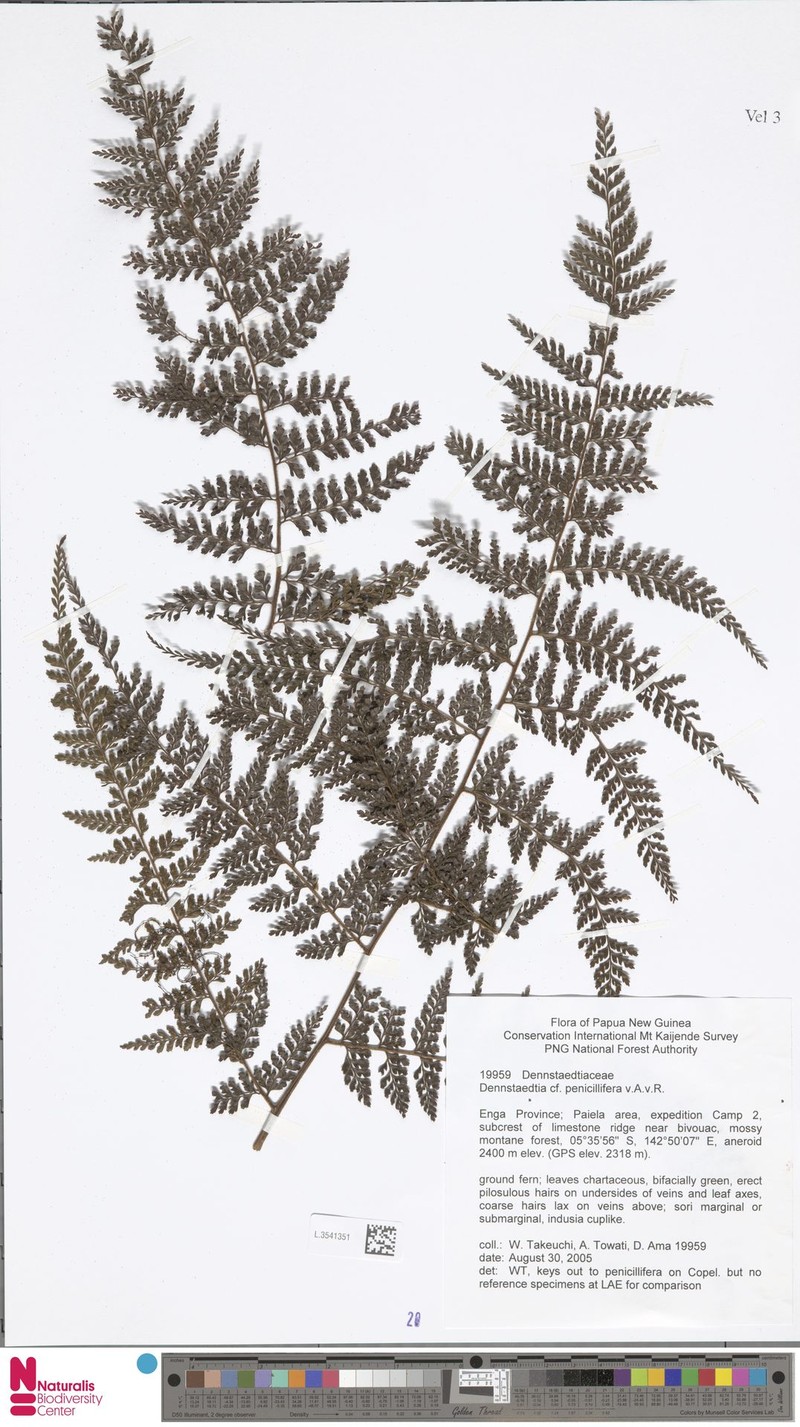 Dennstaedtia penicillifera photo 2
