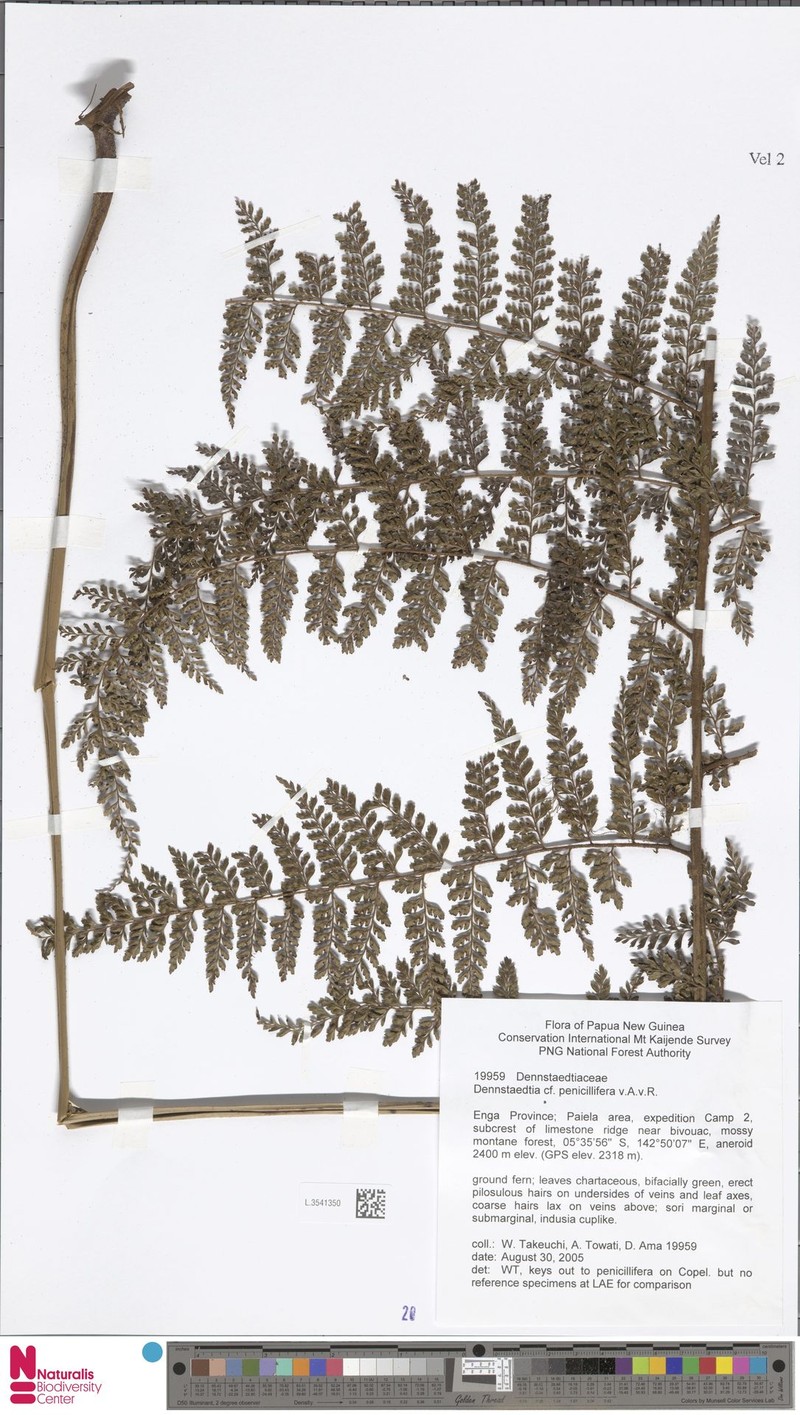 Dennstaedtia penicillifera photo 3