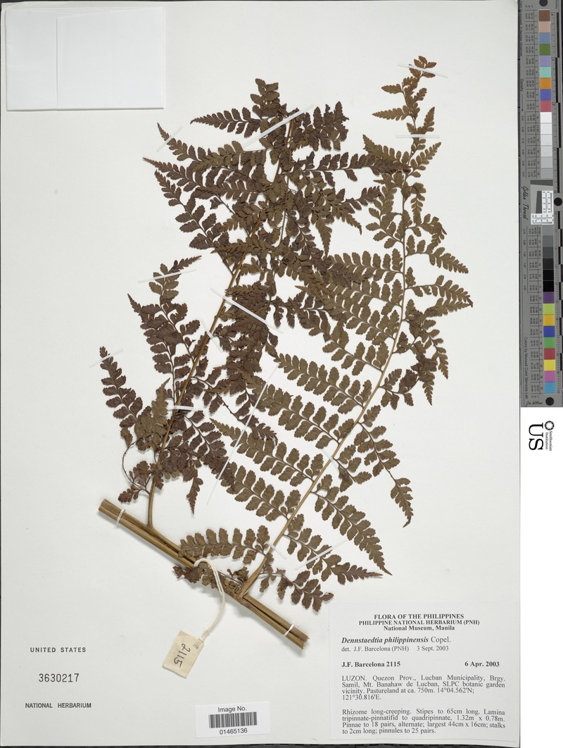 Dennstaedtia philippinensis