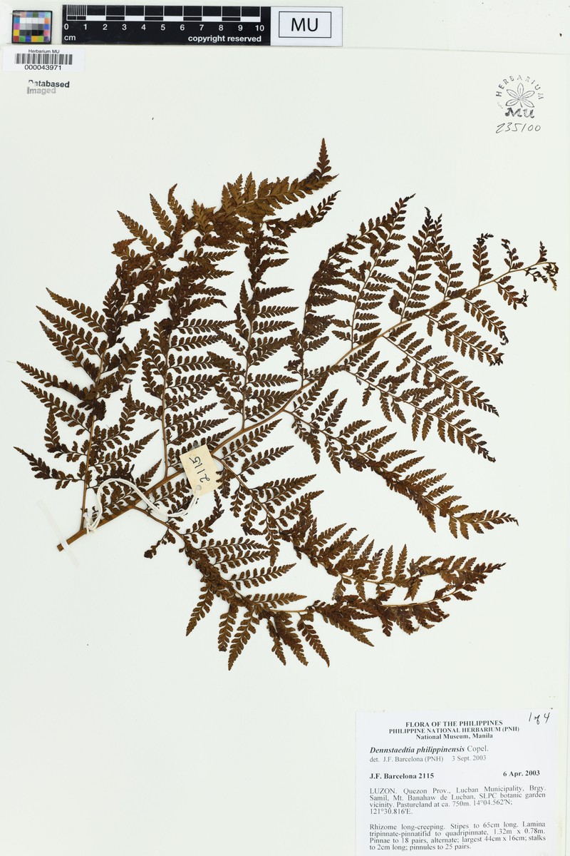 Dennstaedtia philippinensis photo 2