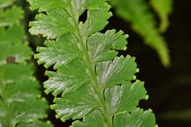 Dennstaedtia producta