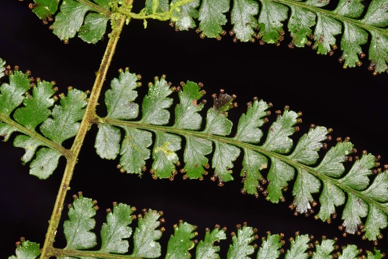 Dennstaedtia producta photo 2