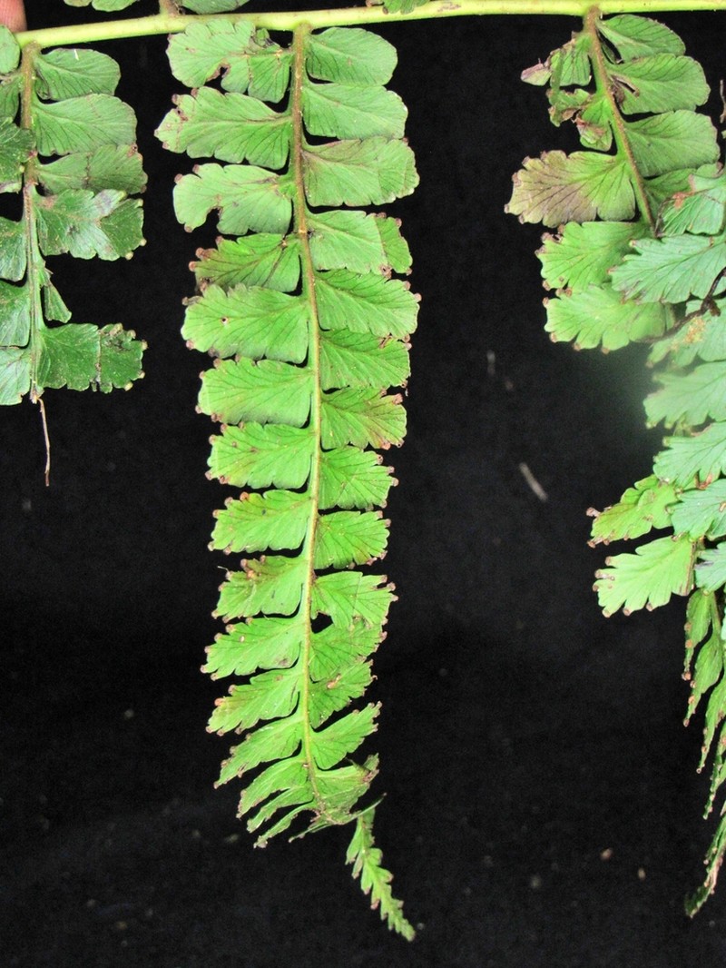 Dennstaedtia producta photo 3