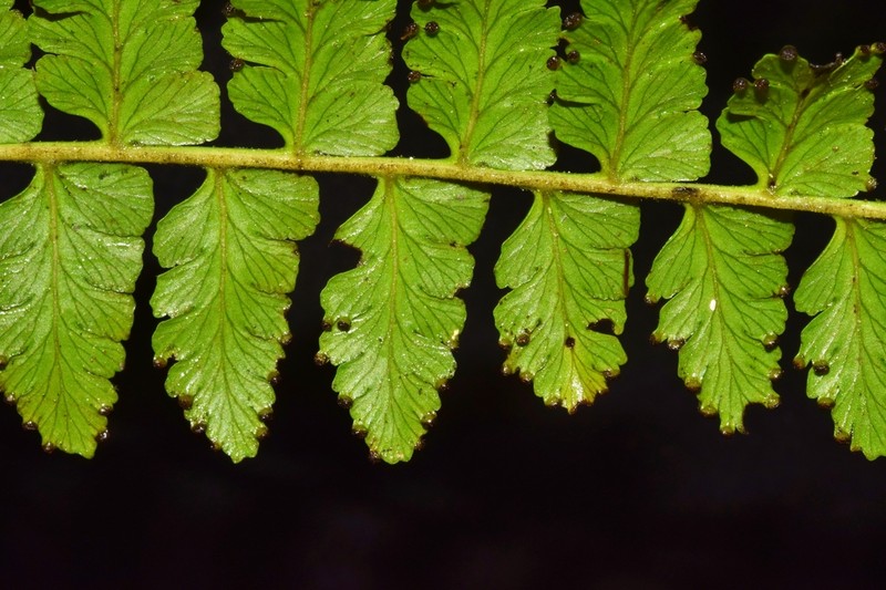 Dennstaedtia producta photo 4
