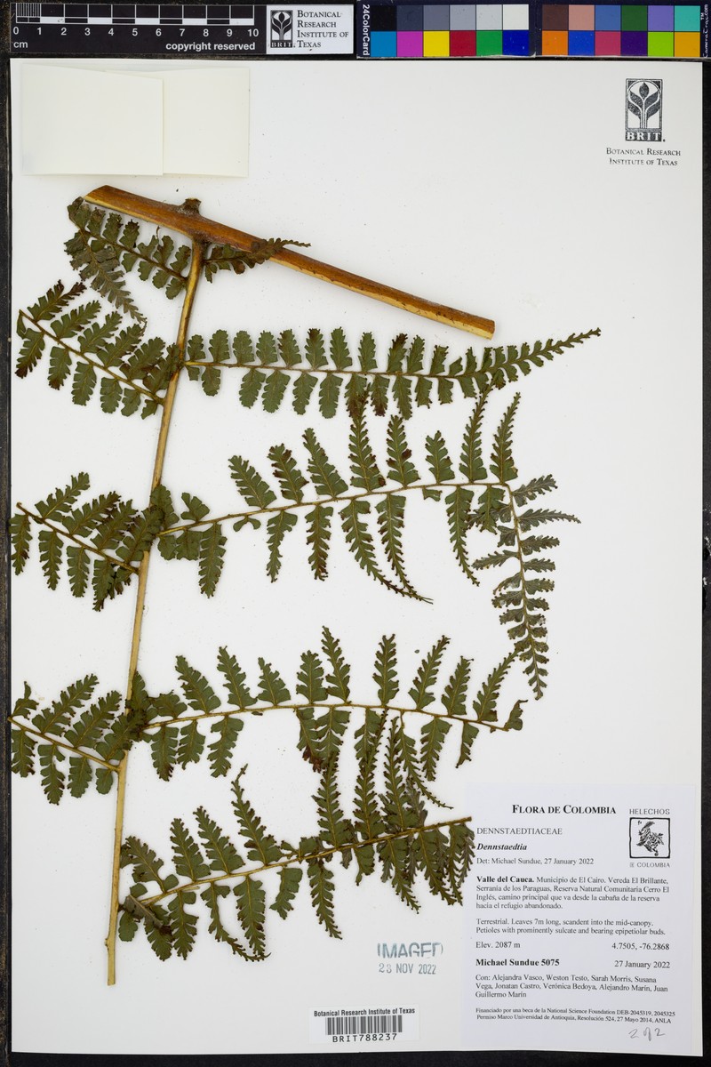 Dennstaedtia producta photo 5