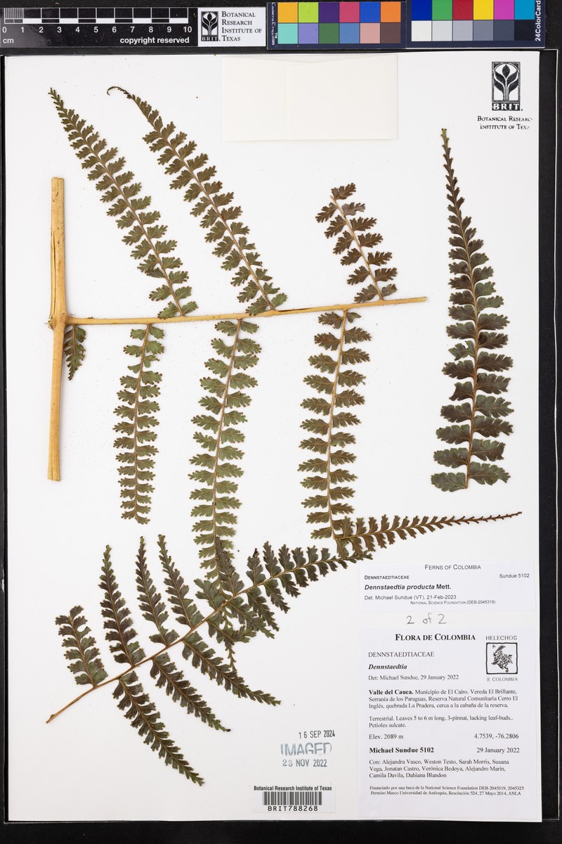 Dennstaedtia producta photo 6