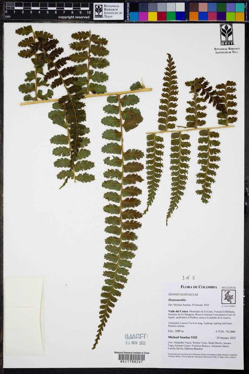 Dennstaedtia producta photo 7