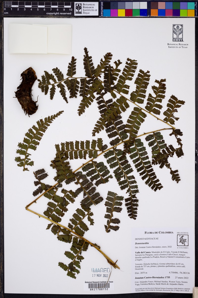 Dennstaedtia producta photo 8