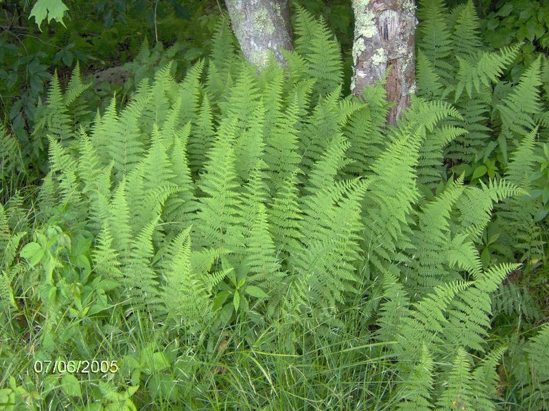 Eastern Hayscented Fern