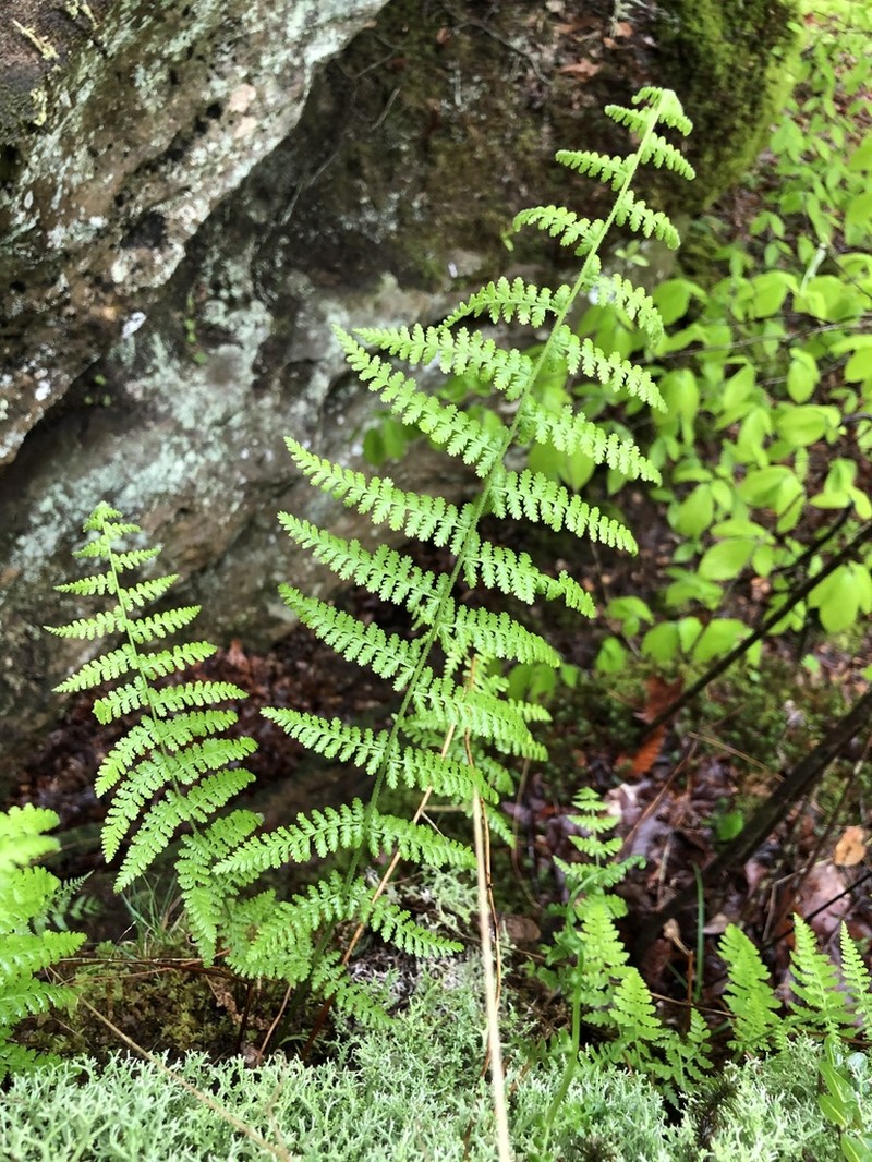 Eastern Hayscented Fern