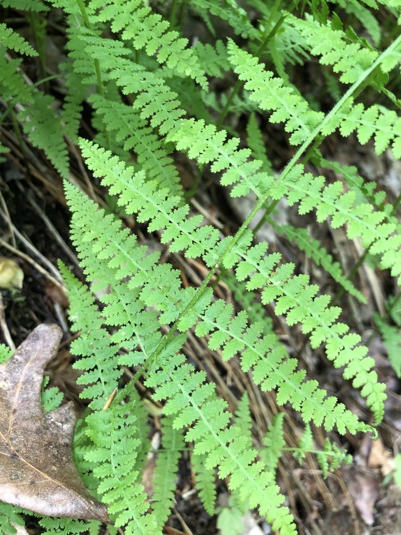 Eastern Hayscented Fern photo 2