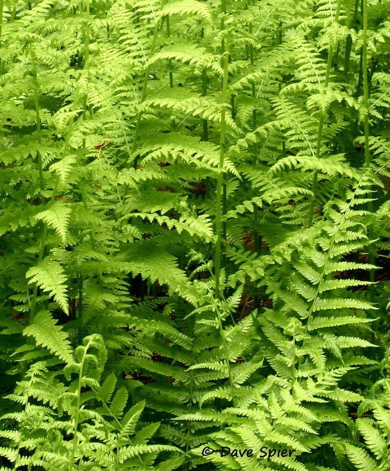 Eastern Hayscented Fern photo 3