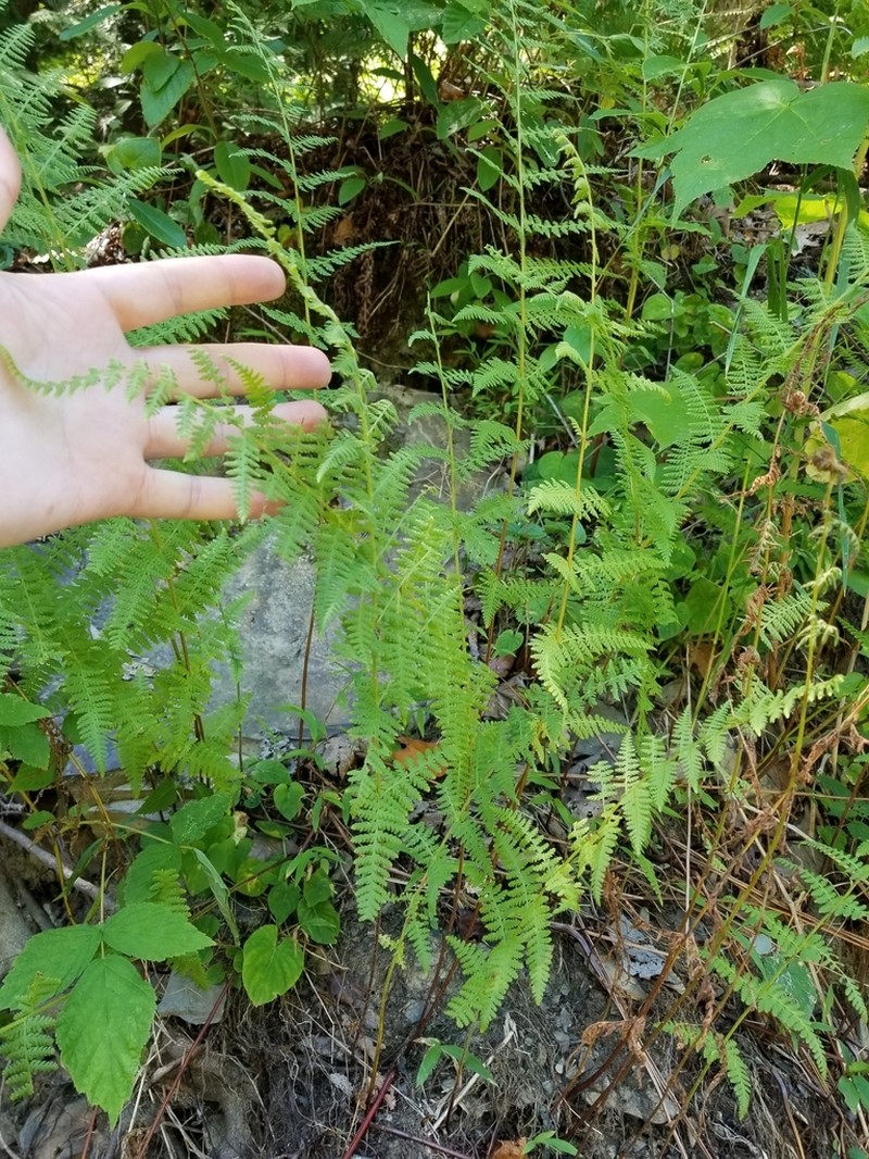Eastern Hayscented Fern photo 4