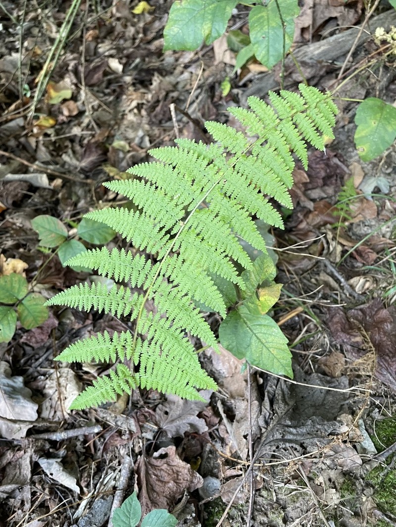 Eastern Hayscented Fern photo 5
