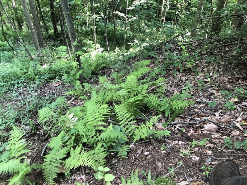 Eastern Hayscented Fern photo 6