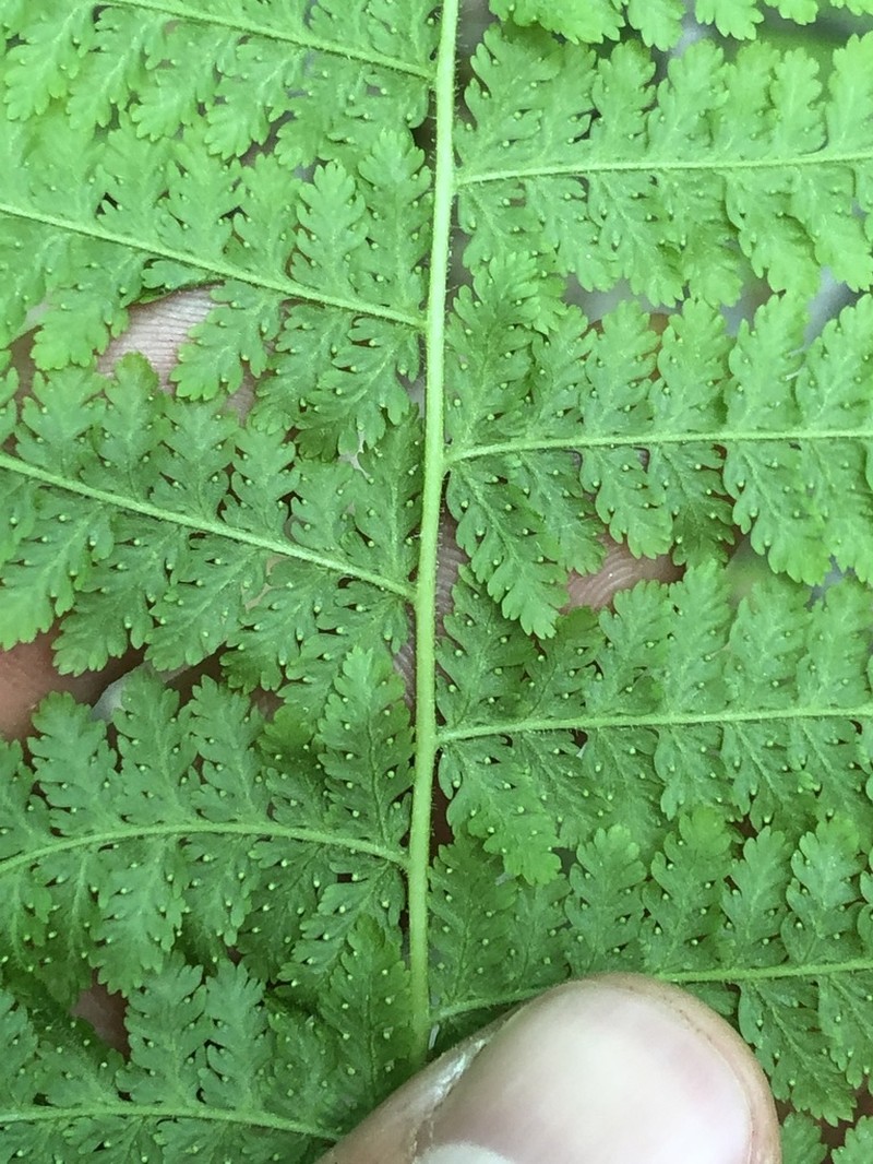 Eastern Hayscented Fern photo 7