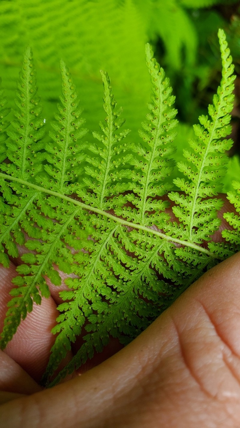 Eastern Hayscented Fern photo 8