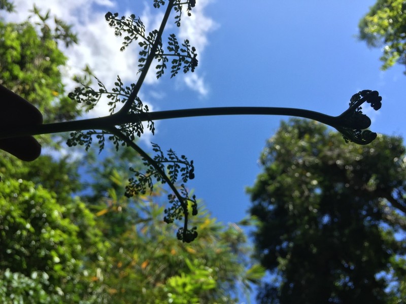 Dennstaedtia resinifera