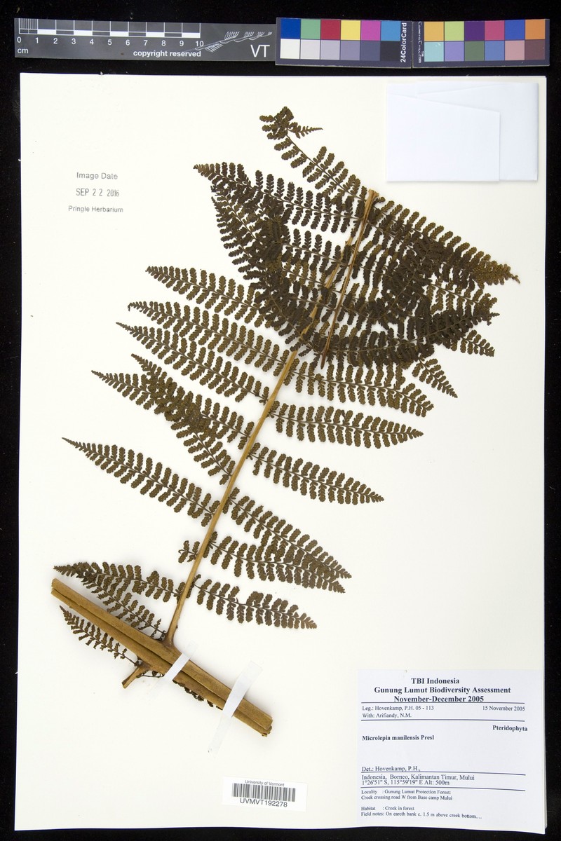 Dennstaedtia resinifera photo 2