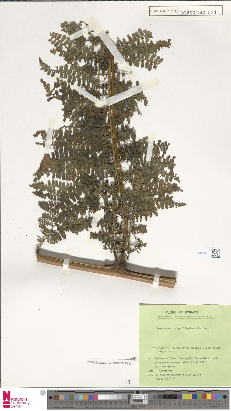 Dennstaedtia resinifera photo 3