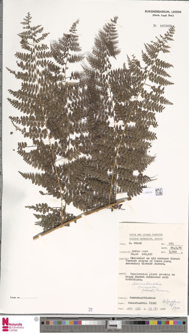 Dennstaedtia resinifera photo 4