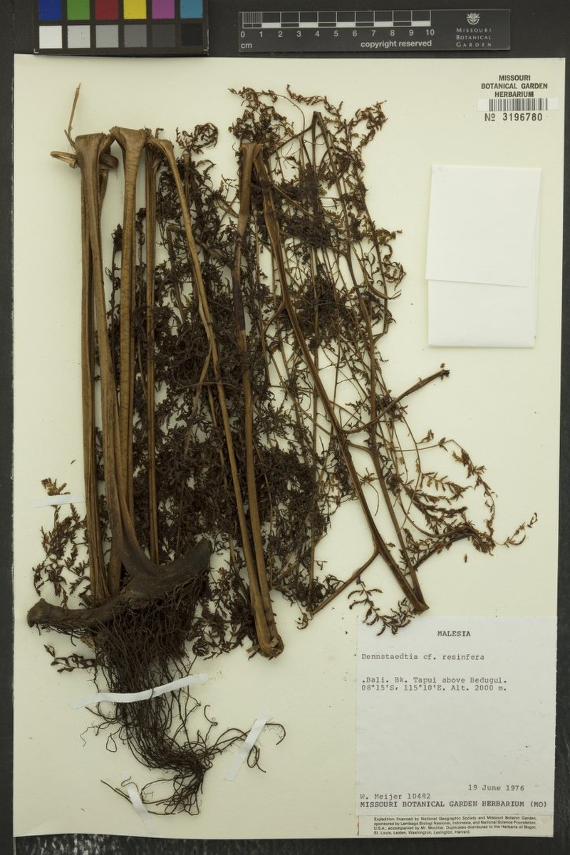 Dennstaedtia resinifera photo 5