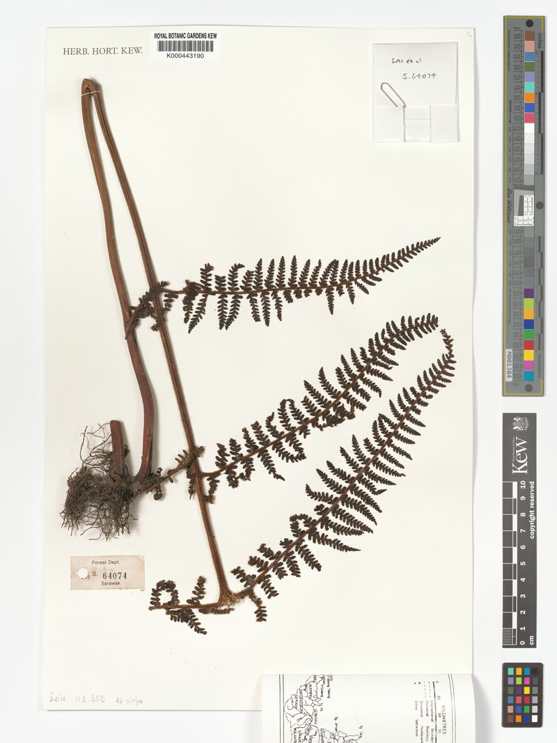 Dennstaedtia rufidula