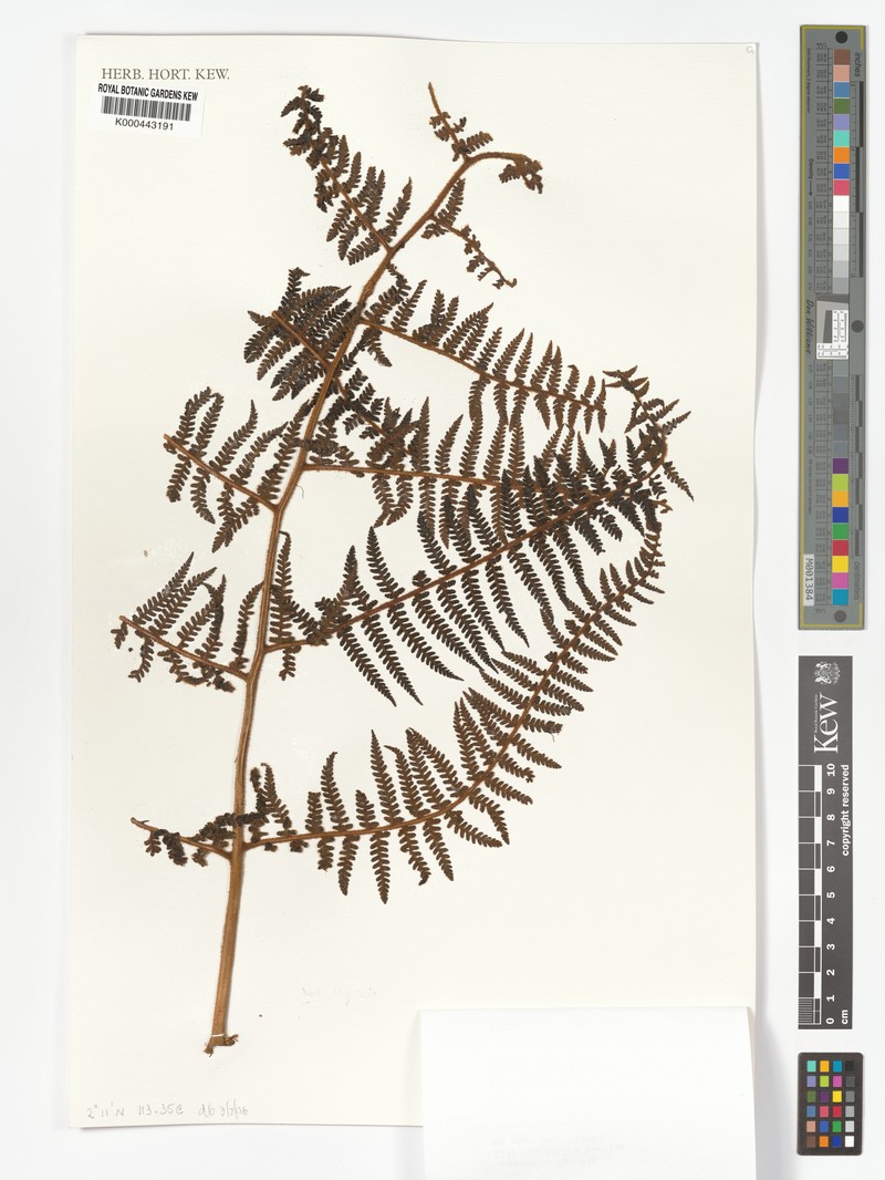 Dennstaedtia rufidula photo 2