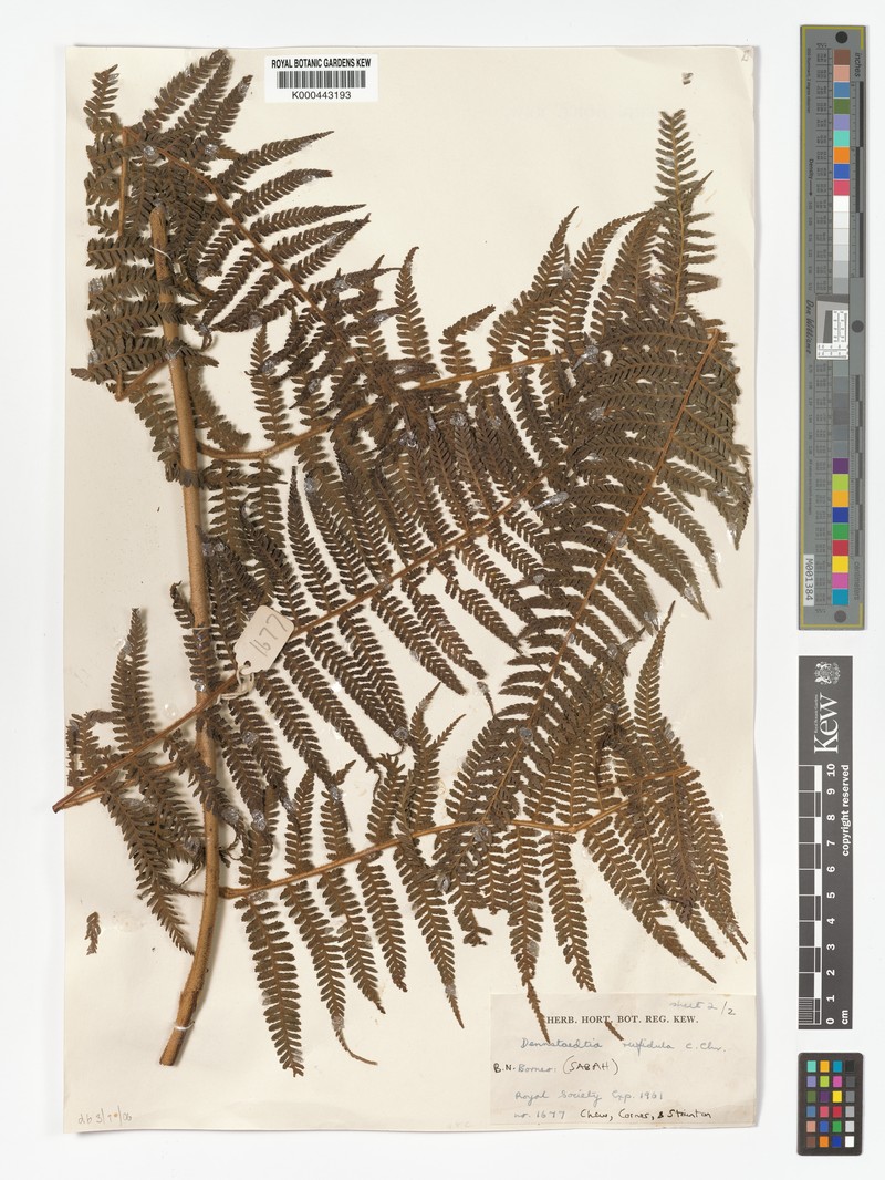Dennstaedtia rufidula photo 3