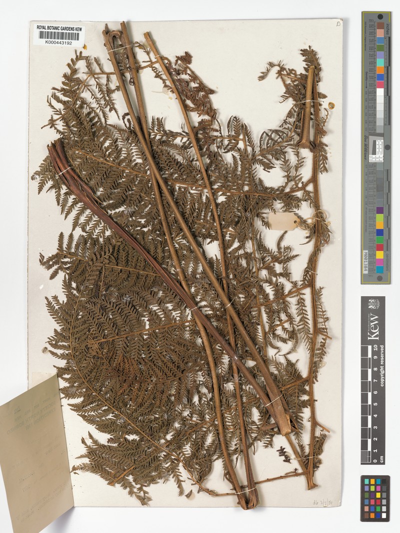 Dennstaedtia rufidula photo 4